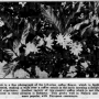 straitstimes19320625-1-2-98-flower.png