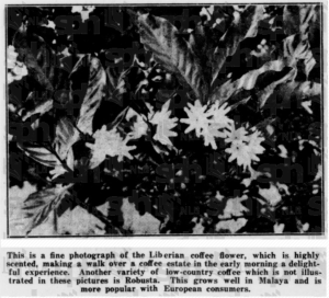 Liberian coffee flower